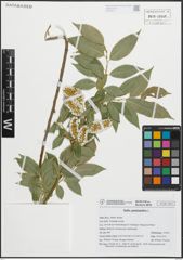 Foto von Salix pentandra L.